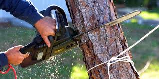 Best Commercial Tree Services  in Jonestown, PA